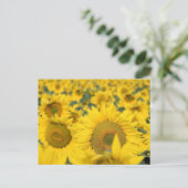 ヒマワリの黄色のフィールド写真 ポストカード (スタンド正面)