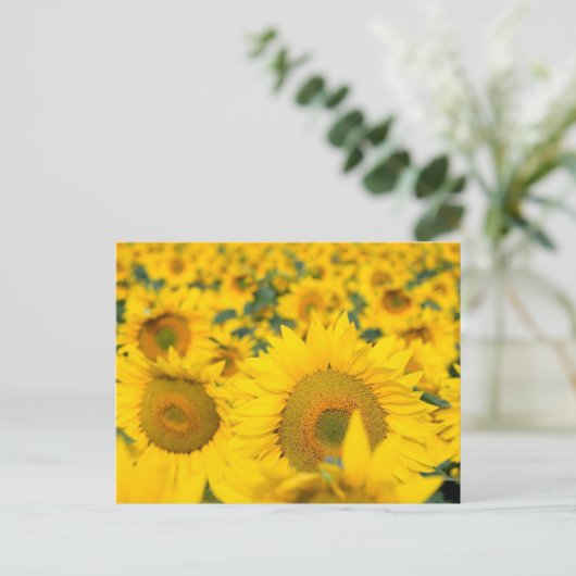 ヒマワリの黄色のフィールド写真 ポストカード (スタンド正面)