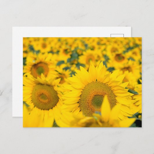 ヒマワリの黄色のフィールド写真 ポストカード (正面/裏面)