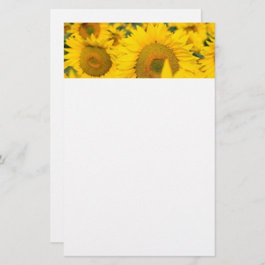 ヒマワリの黄色のフィールド写真 便箋 (正面/裏面)