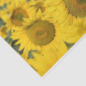 ヒマワリの黄色のフィールド写真 薄葉紙 (詳細)
