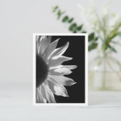 ヒマワリの黒及び白 ポストカード (スタンド正面)