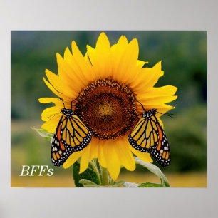 ヒマワリのButterfies (昆虫)オオカバマダラ、モナーク ポスター