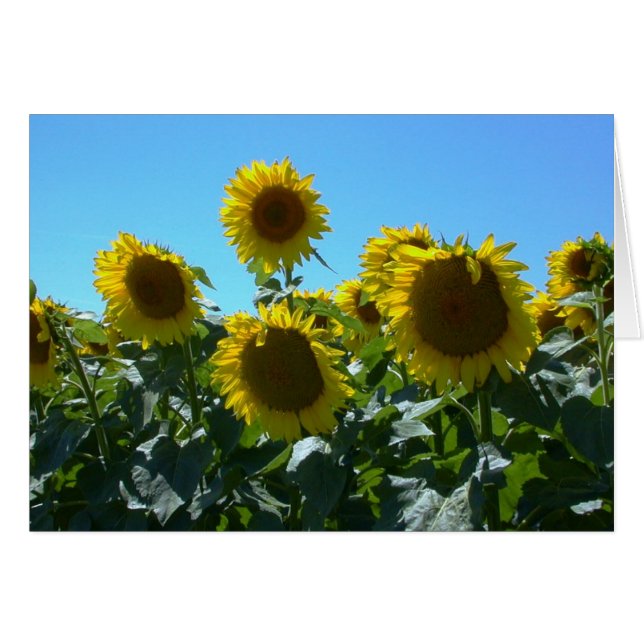 ヒマワリのFest -- カード (正面横)