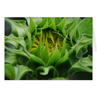 ヒマワリはカードを覚醒させます