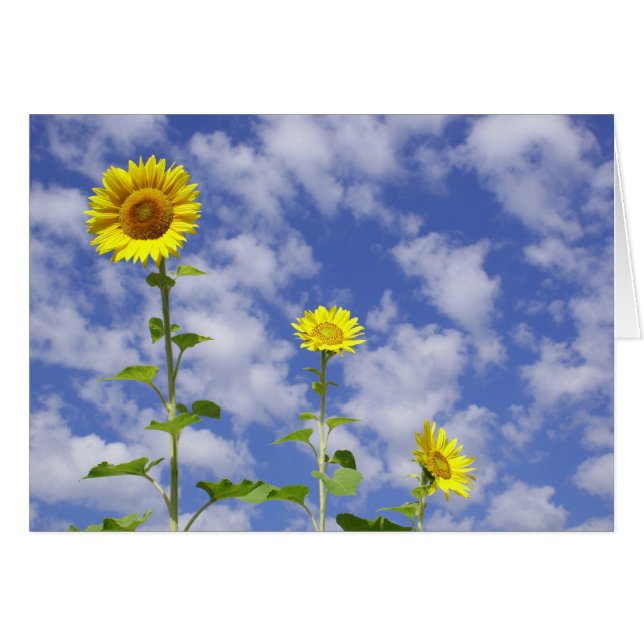 ヒマワリカード (正面横)