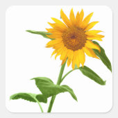 ヒマワリフローラシール スクエアシール (正面)
