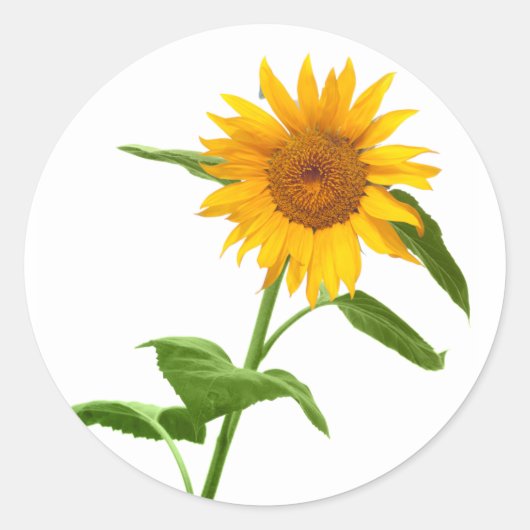 ヒマワリフローラシール ラウンドシール (正面)