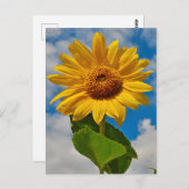 ヒマワリフローラ植物明エレガントるい夏 ポストカード (正面/裏面)