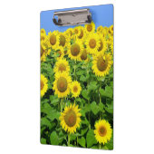 ヒマワリ分野 クリップボード (左)