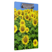 ヒマワリ分野 クリップボード (右)