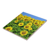 ヒマワリ分野 タイル (側面)