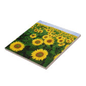 ヒマワリ分野 タイル (側面)