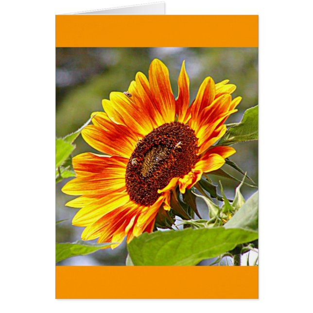 ヒマワリ及び蜂 (正面)