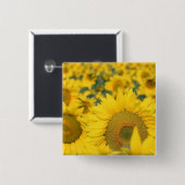 ヒマワリ正方形Pinの分野 缶バッジ (正面&裏面)