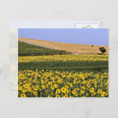 ヒマワリ畑，トスカーナ，イタリアの花 ポストカード (正面/裏面)