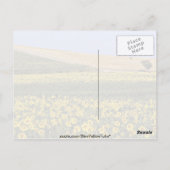 ヒマワリ畑，トスカーナ，イタリアの花 ポストカード (裏面)