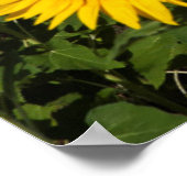 ヒマワリ畑、ボルノスの白い丘の町 ポスター (角)