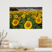 ヒマワリ畑、ボルノスの白い丘の町 ポスター (キッチン)