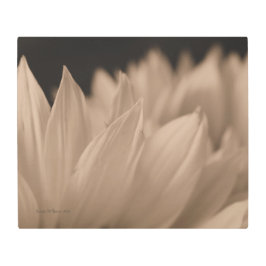 ヒマワリ花びらズインセピア メタルプリント