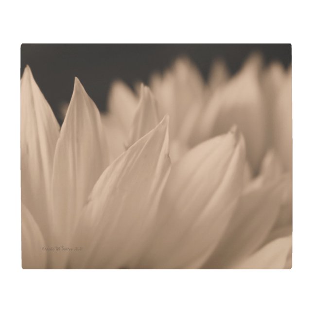 ヒマワリ花びらズインセピア メタルプリント (正面)