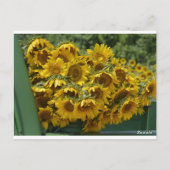 ヒマワリ車 ポストカード (裏面)