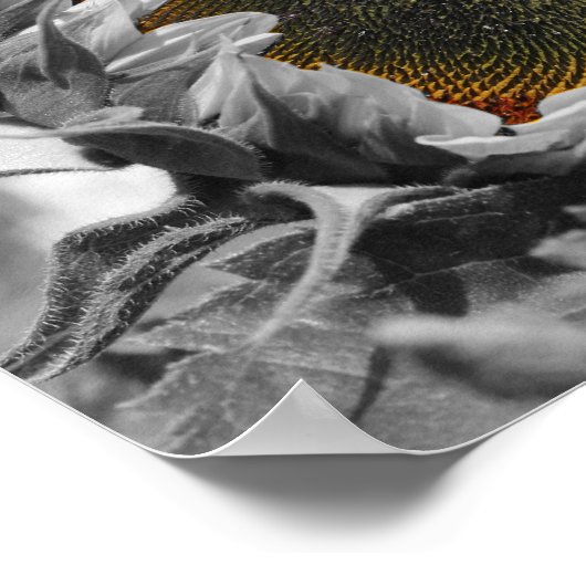 ヒマワリ部分花 ポスター (角)