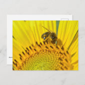 ヒマワリ食べ物を与えにミツバチ ポストカード (正面/裏面)