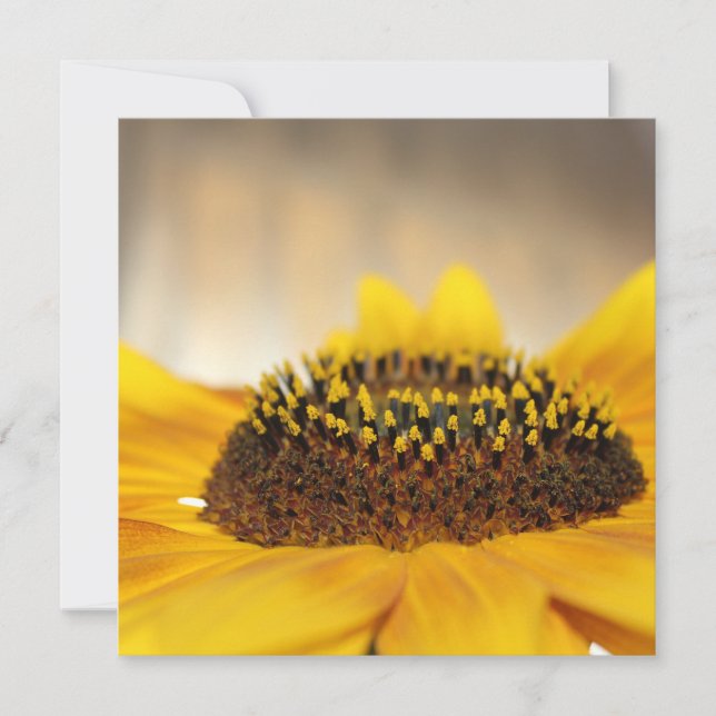 ヒマワリ (正面)