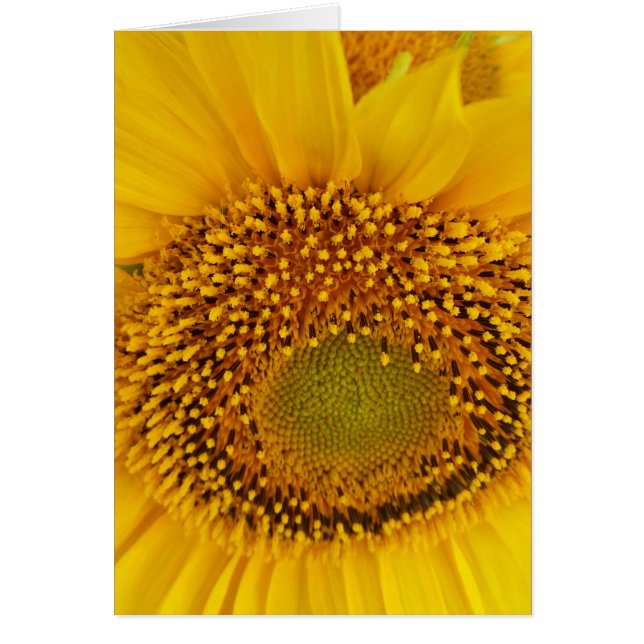 ヒマワリ (正面)