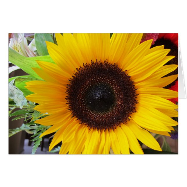 ヒマワリ (正面横)