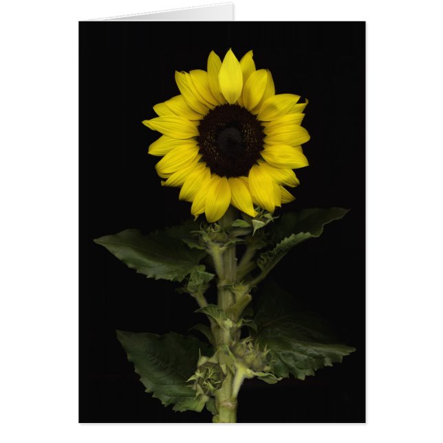 ヒマワリ11 (正面)