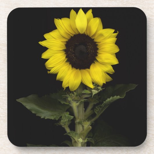 ヒマワリ11 コースター (正面)