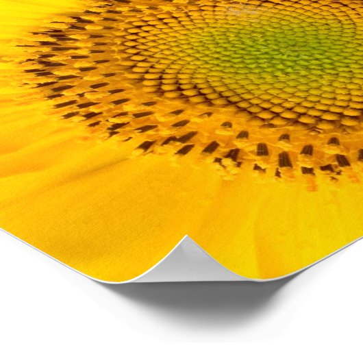 ヒマワリ ポスター (角)