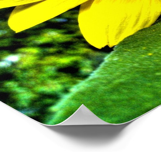 ヒマワリ ポスター (角)