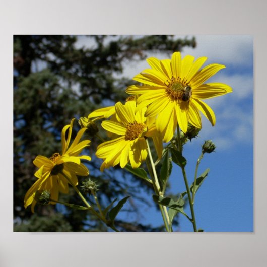 ヒマワリ ポスター (正面)