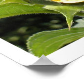 ヒマワリ ポスター (角)