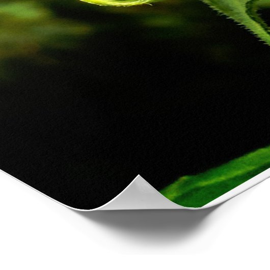 ヒマワリ ポスター (角)