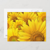 ヒマワリ ポストカード (正面/裏面)