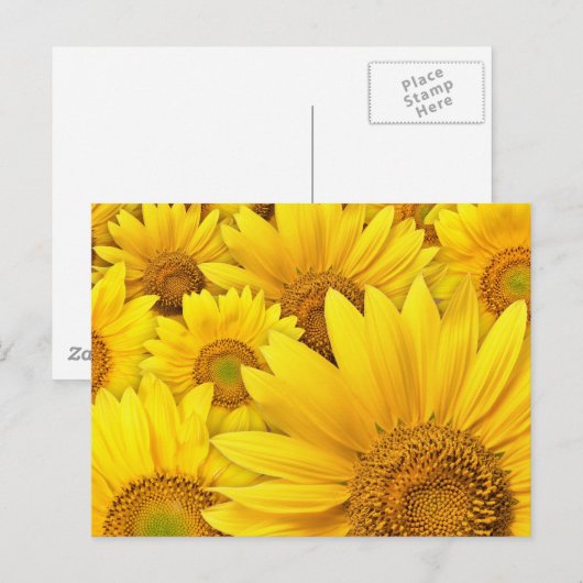 ヒマワリ ポストカード (正面/裏面)