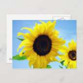ヒマワリ ポストカード (正面/裏面)