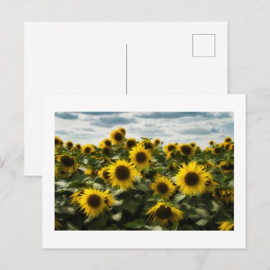 ヒマワリ ポストカード (正面/裏面)