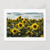 ヒマワリ ポストカード (正面)