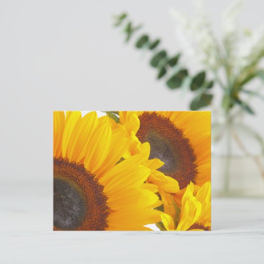 ヒマワリ ポストカード (スタンド正面)