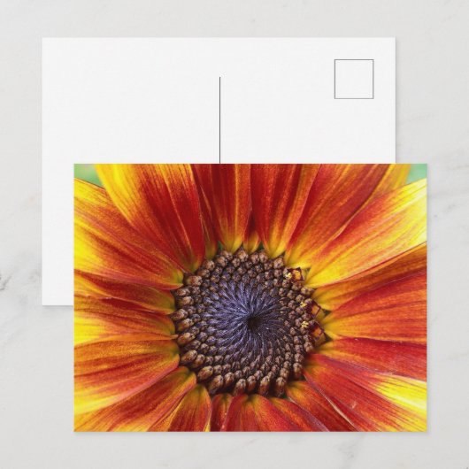 ヒマワリ ポストカード (正面/裏面)