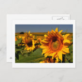 ヒマワリ ポストカード (正面/裏面)