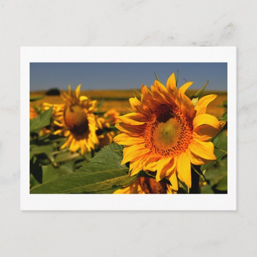 ヒマワリ ポストカード (正面)