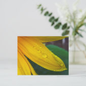 ヒマワリ ポストカード (スタンド正面)