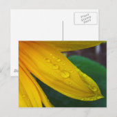 ヒマワリ ポストカード (正面/裏面)