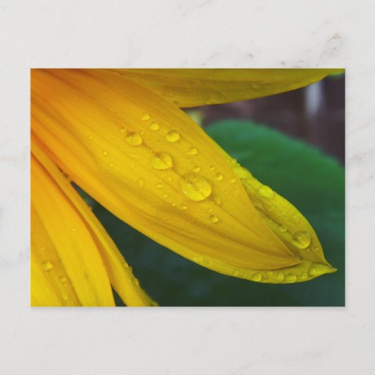 ヒマワリ ポストカード (正面)